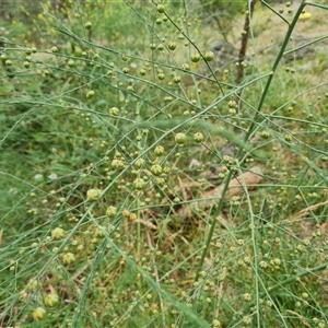 Asparagus officinalis at Griffith, ACT - 29 Nov 2024