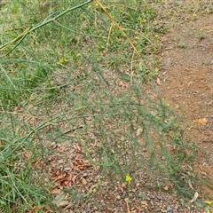 Asparagus officinalis at Griffith, ACT - 29 Nov 2024