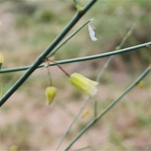 Asparagus officinalis at Griffith, ACT - 29 Nov 2024