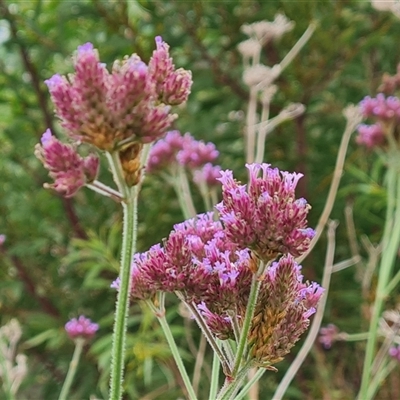 Verbena incompta (Purpletop) at Forrest, ACT - 28 Nov 2024 by Mike