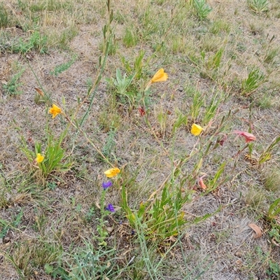 Oenothera stricta subsp. stricta (Common Evening Primrose) at Red Hill, ACT - 29 Nov 2024 by Mike