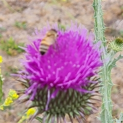 Apis mellifera (European honey bee) at Red Hill, ACT - 28 Nov 2024 by Mike