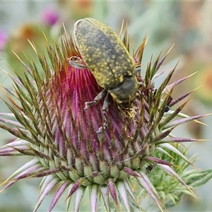 Larinus latus (Onopordum seed weevil) at Red Hill, ACT by Mike