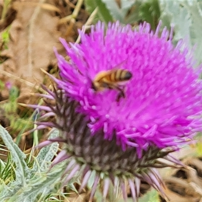 Onopordum acanthium (Scotch Thistle) at Red Hill, ACT - 28 Nov 2024 by Mike