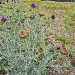 Onopordum acanthium at Red Hill, ACT - 29 Nov 2024 10:37 AM