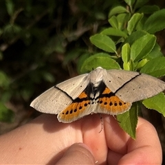 Gastrophora henricaria (Fallen-bark Looper, Beautiful Leaf Moth) at Diamond Creek, VIC - 29 Nov 2024 by Jul