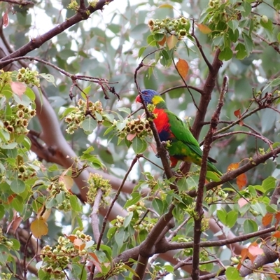 Trichoglossus moluccanus (Rainbow Lorikeet) at Theodore, ACT - 28 Nov 2024 by MB