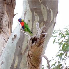 Trichoglossus moluccanus at Theodore, ACT - 29 Nov 2024