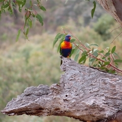 Trichoglossus moluccanus at Theodore, ACT - 29 Nov 2024