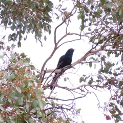 Eudynamys orientalis (Pacific Koel) at Conder, ACT - 29 Nov 2024 by MB