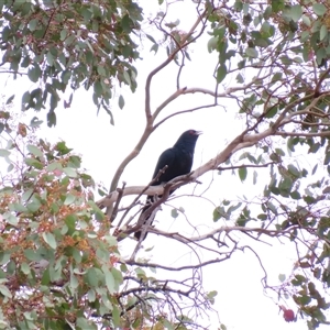 Eudynamys orientalis (Pacific Koel) at Conder, ACT by MB