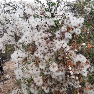 Clematis leptophylla at Theodore, ACT - 29 Nov 2024