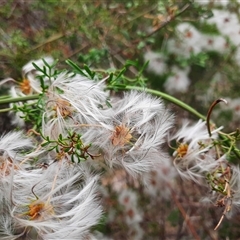 Clematis leptophylla at Theodore, ACT - 29 Nov 2024