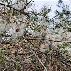 Clematis leptophylla at Theodore, ACT - 29 Nov 2024 09:51 AM