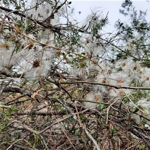 Clematis leptophylla at Theodore, ACT - 29 Nov 2024