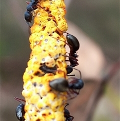 Dolichoderus scabridus (Dolly ant) at Borough, NSW - 27 Nov 2024 by Paul4K