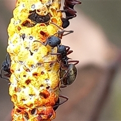 Dolichoderus scabridus at Borough, NSW - suppressed