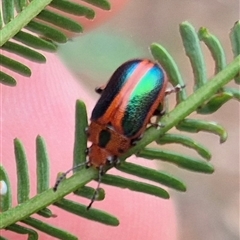 Calomela curtisi (Acacia leaf beetle) at Bungendore, NSW - 29 Nov 2024 by clarehoneydove