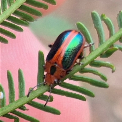 Calomela curtisi (Acacia leaf beetle) at Bungendore, NSW - 28 Nov 2024 by clarehoneydove