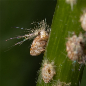 Scolypopa australis (Passionvine hopper, Fluffy bum) at Curtin, ACT by SMOT