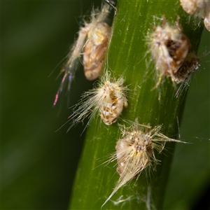 Scolypopa australis at Curtin, ACT - 29 Nov 2024