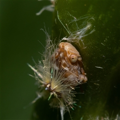 Scolypopa australis at Curtin, ACT - 29 Nov 2024 11:15 AM