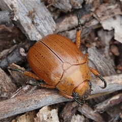 Anoplognathus sp. (genus) at Hall, ACT - 28 Nov 2024 by Anna123