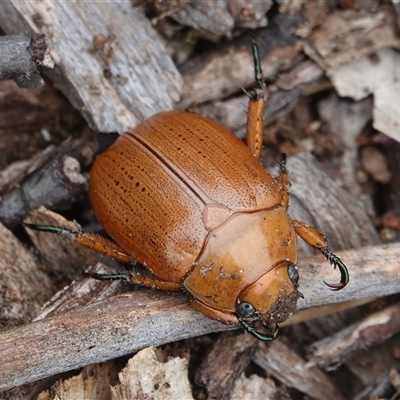 Anoplognathus porosus (Porosus Christmas beetle) at Hall, ACT - 29 Nov 2024 by Anna123