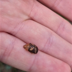 Paropsis aspera (Eucalyptus Tortoise Beetle) at Bungendore, NSW - 28 Nov 2024 by clarehoneydove