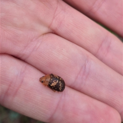 Paropsis aspera (Eucalyptus Tortoise Beetle) at Bungendore, NSW - 29 Nov 2024 by clarehoneydove