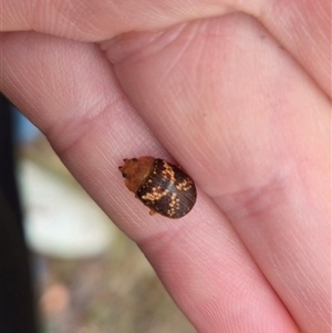 Paropsis aspera at Bungendore, NSW - 29 Nov 2024