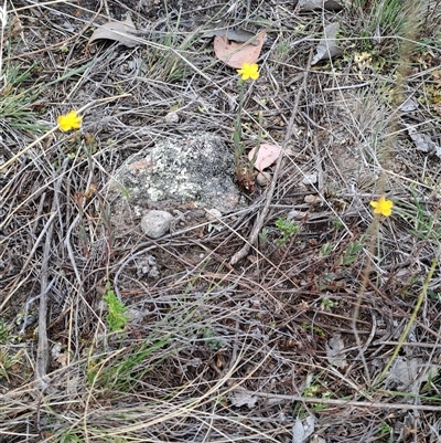 Hypericum gramineum (Small St Johns Wort) at Kambah, ACT - 29 Nov 2024 by LPadg