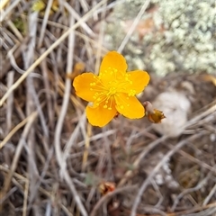 Hypericum gramineum at Kambah, ACT - 29 Nov 2024