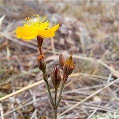 Hypericum gramineum at Kambah, ACT - 29 Nov 2024