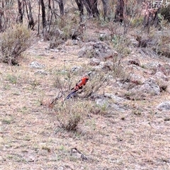 Platycercus elegans (Crimson Rosella) at Kambah, ACT - 29 Nov 2024 by LPadg