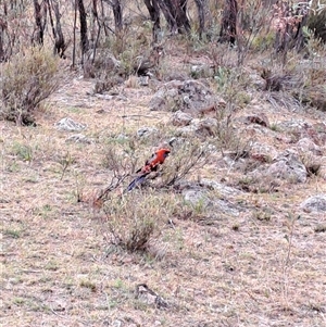 Platycercus elegans at Kambah, ACT - 29 Nov 2024