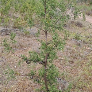 Hakea decurrens subsp. decurrens (Bushy Needlewood) at Kambah, ACT by LPadg