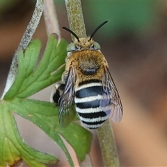 Amegilla (Zonamegilla) asserta (Blue Banded Bee) at Hall, ACT - 29 Nov 2024 by Anna123