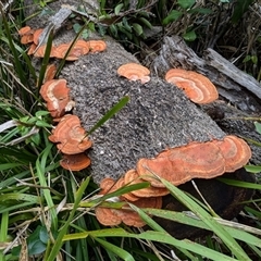 Trametes coccinea (Scarlet Bracket) at Pebbly Beach, NSW - 29 Nov 2024 by jeremyahagan