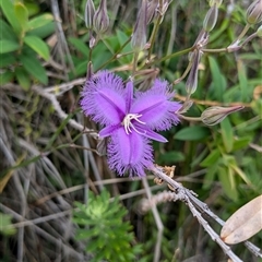 Thysanotus (Genus) (Fringe Lily) at Pebbly Beach, NSW - 29 Nov 2024 by jeremyahagan