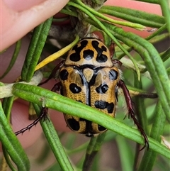 Neorrhina punctatum (Spotted flower chafer) at Bungendore, NSW - 29 Nov 2024 by clarehoneydove