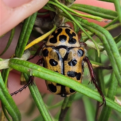 Neorrhina punctata (Spotted flower chafer) at Bungendore, NSW - 28 Nov 2024 by clarehoneydove