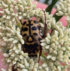 Neorrhina punctatum (Spotted flower chafer) at Bungendore, NSW - 29 Nov 2024 by clarehoneydove