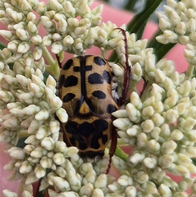 Neorrhina punctatum (Spotted flower chafer) at Bungendore, NSW - 29 Nov 2024 by clarehoneydove