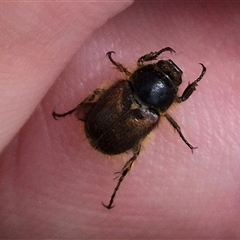 Automolius sp. (genus) at Monga, NSW - 28 Nov 2024