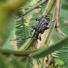 Ancita crocogaster (Longhorn or Longicorn beetle) at Bungendore, NSW - 28 Nov 2024 by clarehoneydove