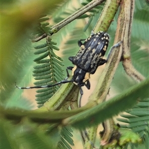 Ancita crocogaster at Bungendore, NSW - 29 Nov 2024