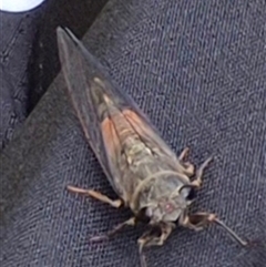 Yoyetta sp. (genus) (Firetail or Ambertail Cicada) at Bungendore, NSW - 29 Nov 2024 by clarehoneydove