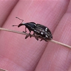 Aoplocnemis rufipes (A weevil) at Monga, NSW - 28 Nov 2024 by clarehoneydove