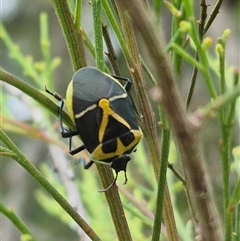 Commius elegans (Cherry Ballart Shield Bug) at Bungendore, NSW - 29 Nov 2024 by clarehoneydove